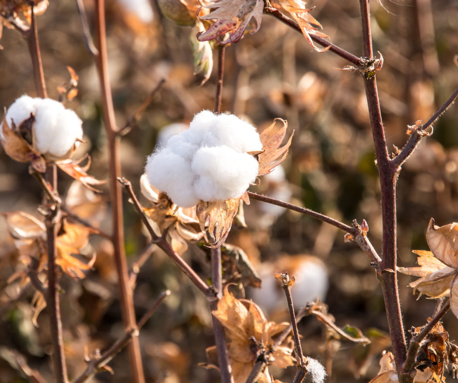 From Cotton Fields to Cozy Dreams: Our Story